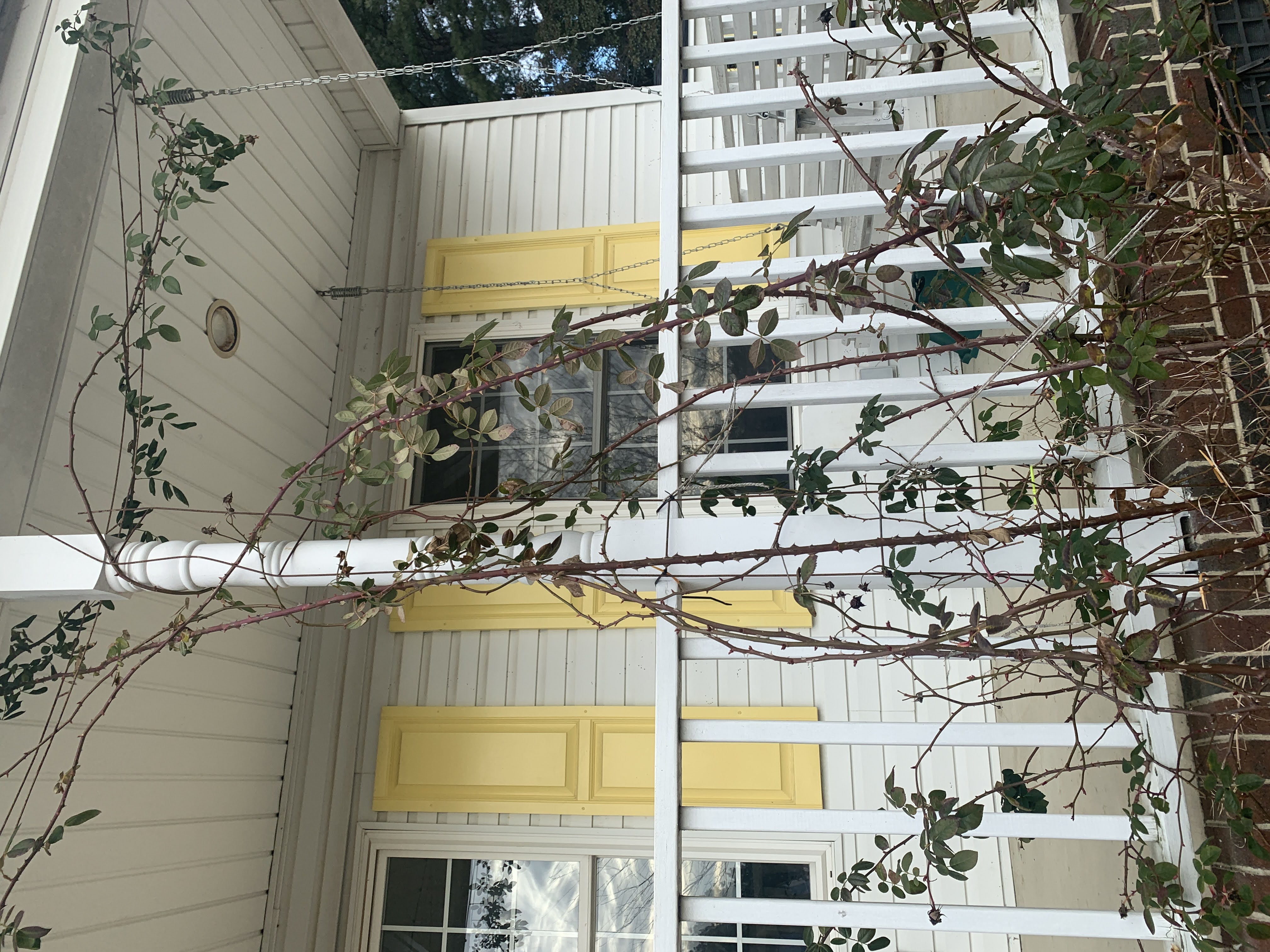 pruning